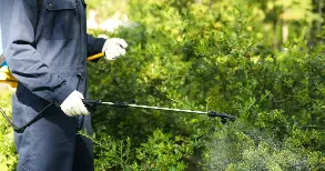 Обработка кустарников на придомовой территории ЖК «Уникум на Ершова»