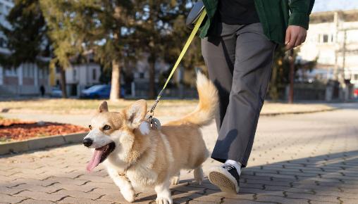 Правила выгула и содержания питомцев
