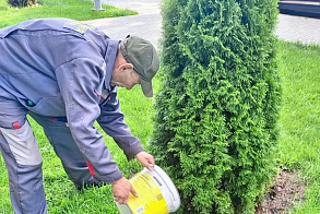 Результаты благоустройства в ЖК «Венский лес»